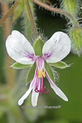 Pelargonium tomentosum thumbnail graphic